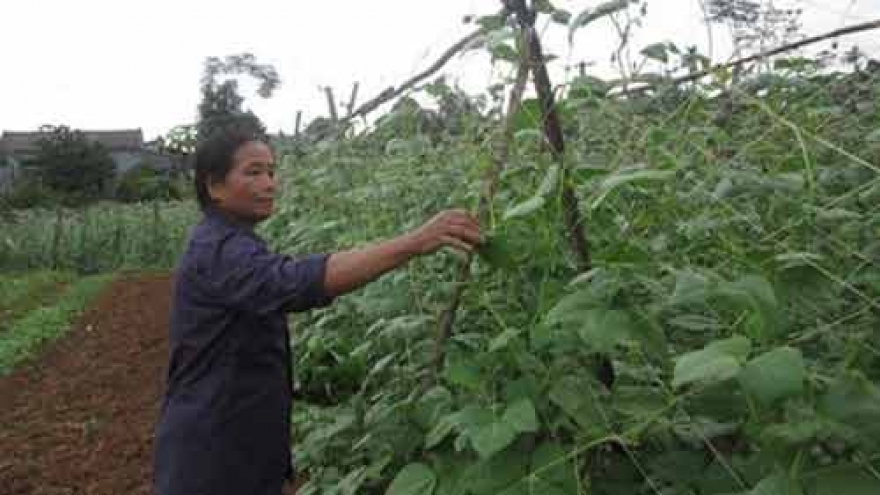 Farmers face obstacles selling organic foods