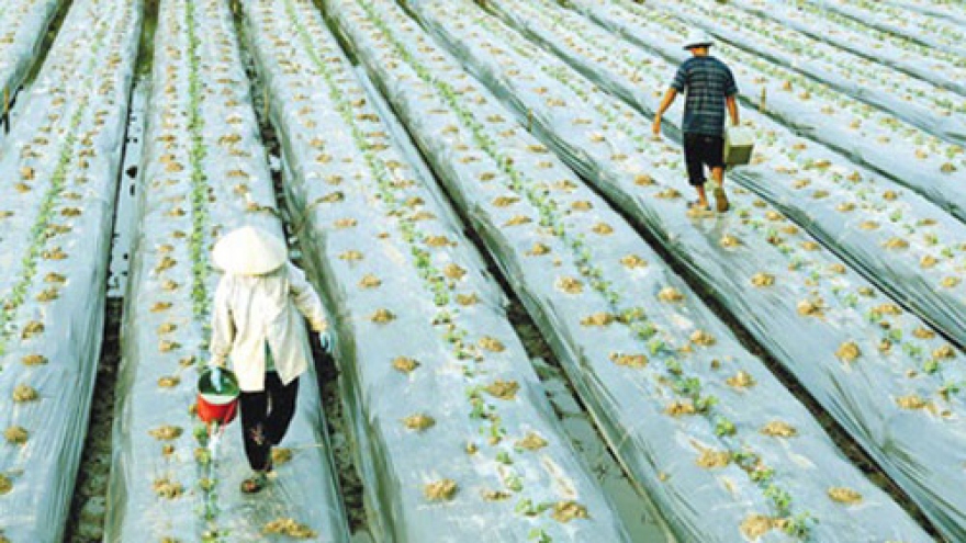 FDI firms set up links with farmers