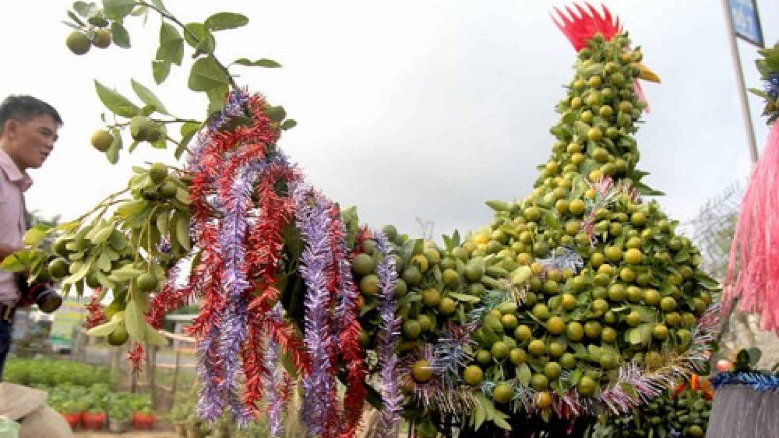Vietnamese farmers prepare to sell rooster-shaped trees for Tet
