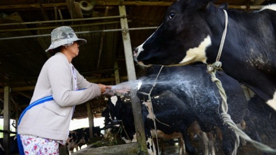 HCM City cow raisers suffer as milk products cannot sell