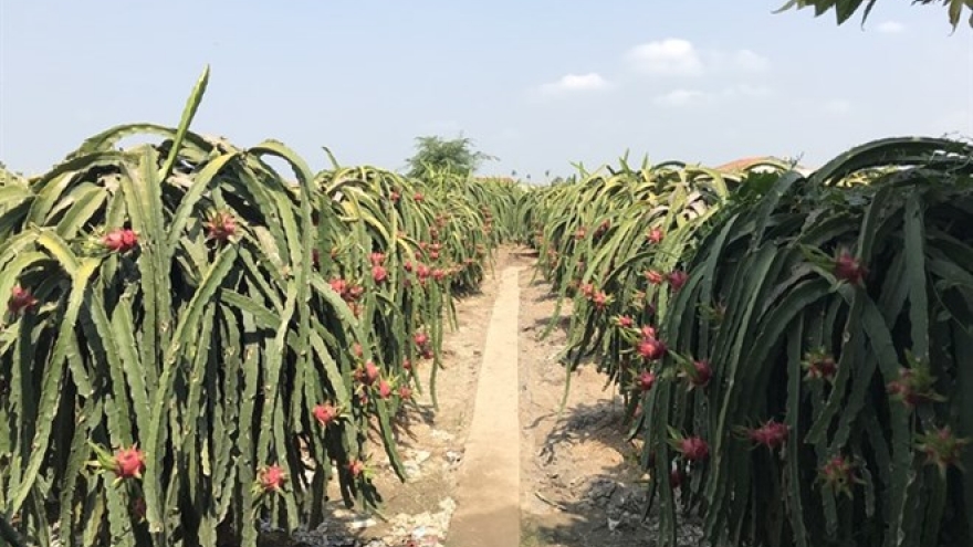 Cooperatives, clean farming methods help farmers raise the bar