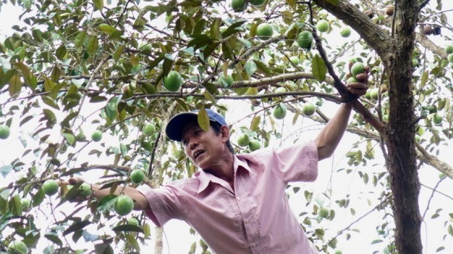 Tien Giang moves to manage quality of star apple exports