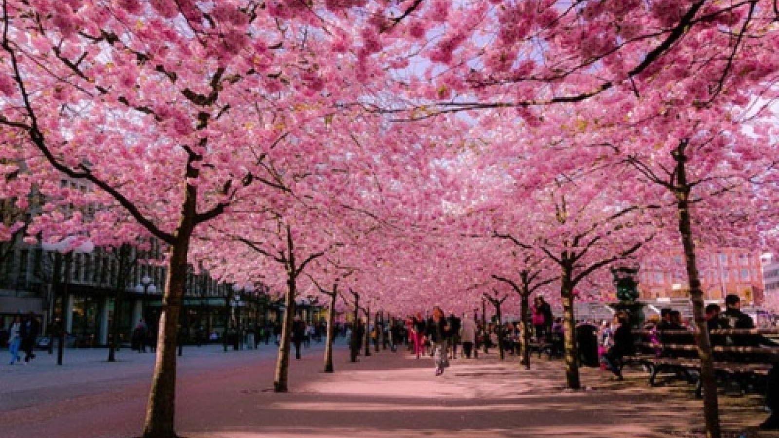 Ha Long annual spring festival opens Mar 18