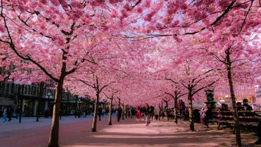 Ha Long annual spring festival opens Mar 18