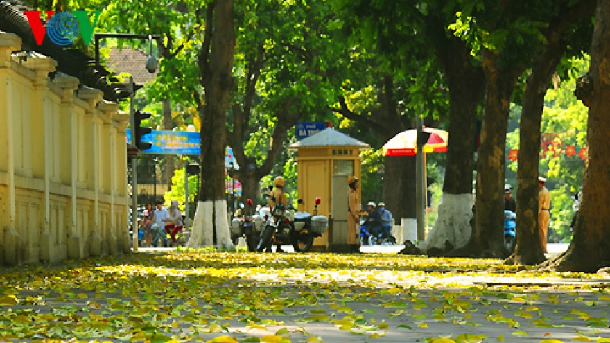 Hanoi streets covered with yellow leaves