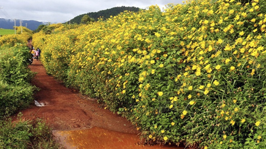 Wild sunflower season in Vietnam’s plateaus 