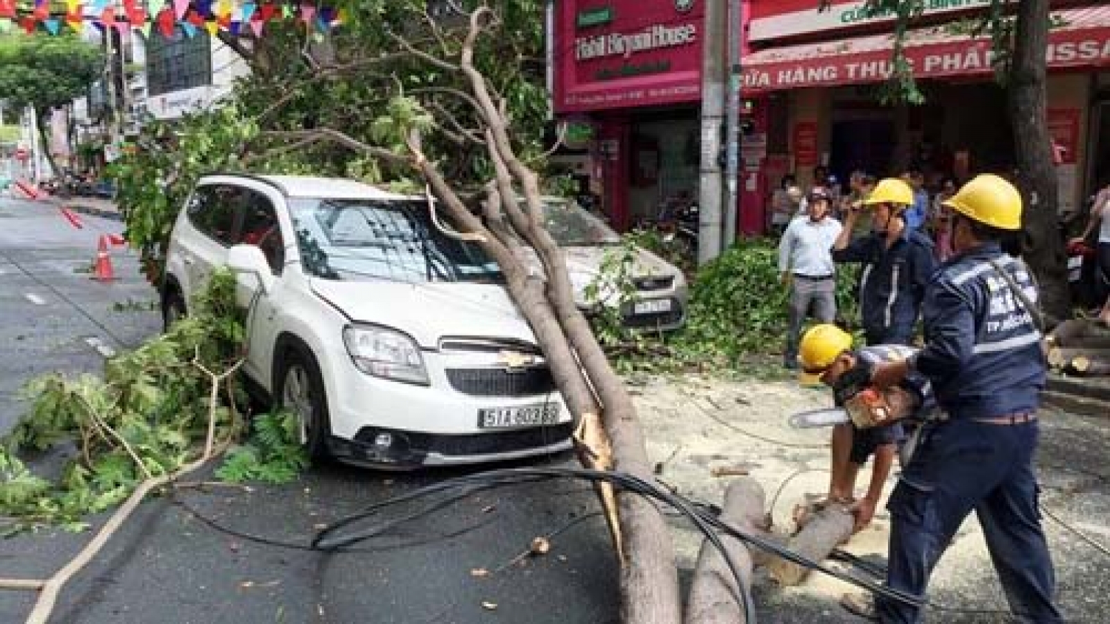 HCM City urged to inspect thousands of trees