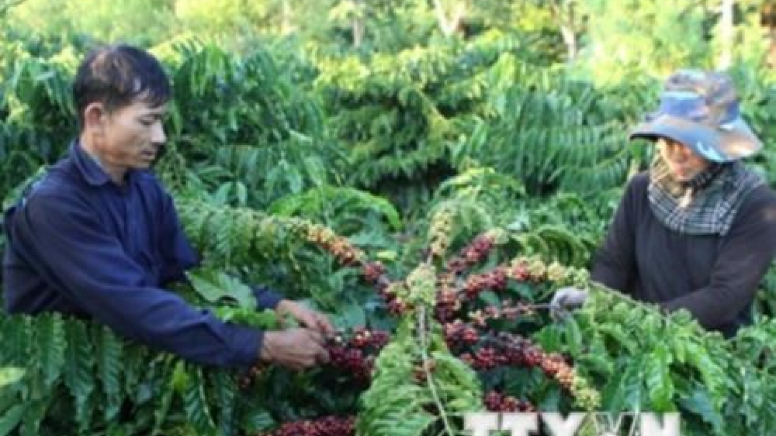 Coffee firms expand Asian markets through Singapore