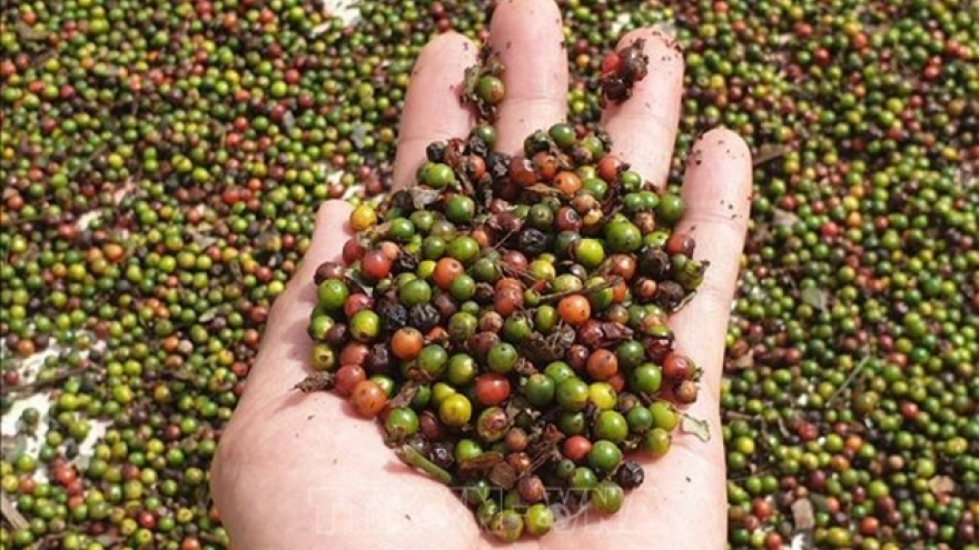 Firms cautioned when exporting pepper to Myanmar