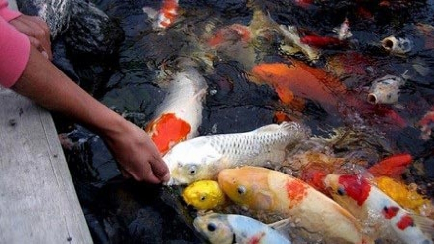 HCM City fish farmers raking in koi profits