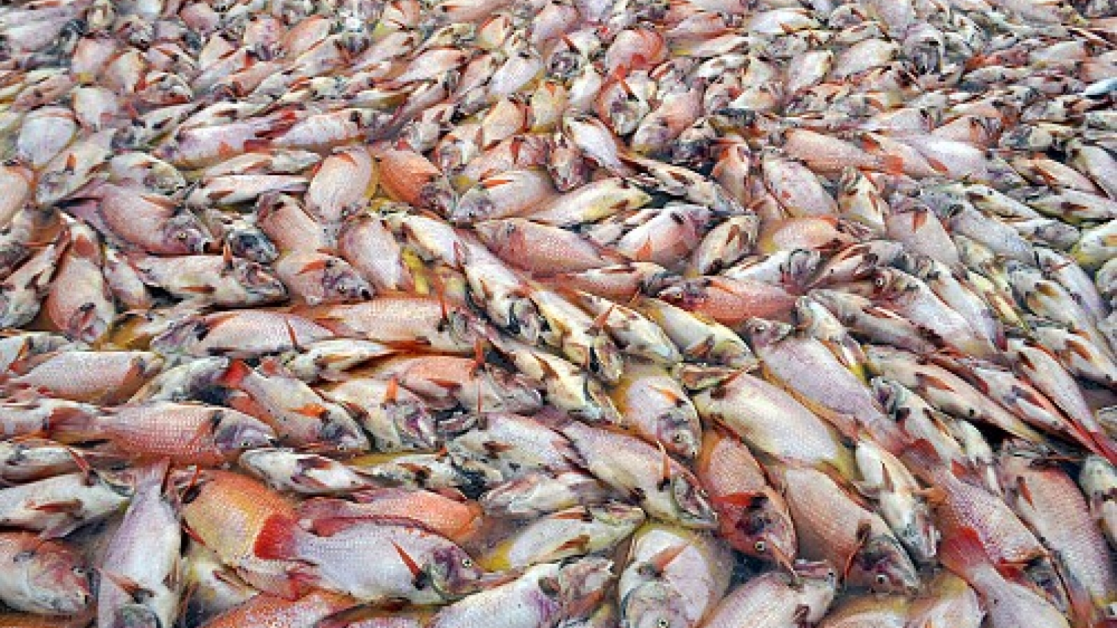 Cage-farmed fish die en masse in Da Nang river