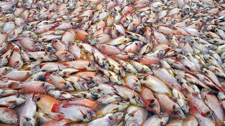 Cage-farmed fish die en masse in Da Nang river