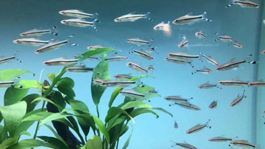 HCM City’s ornamental fish exports near US$18 mil in 10 months