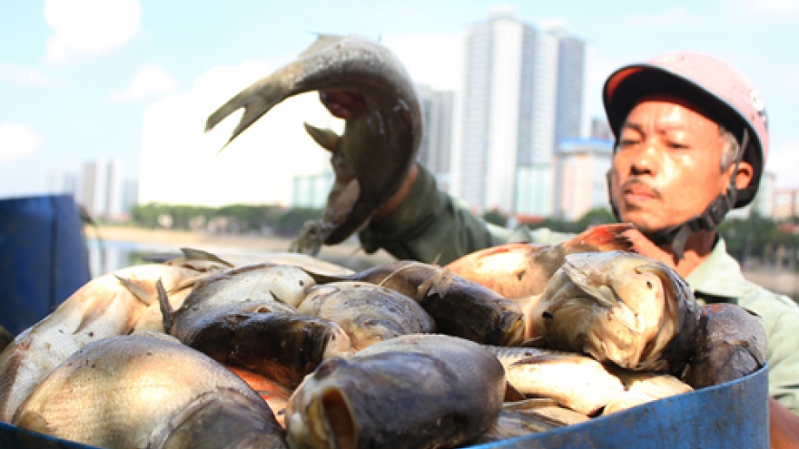 
        Change in weather blamed for mass fish death in Hanoi lake
                              