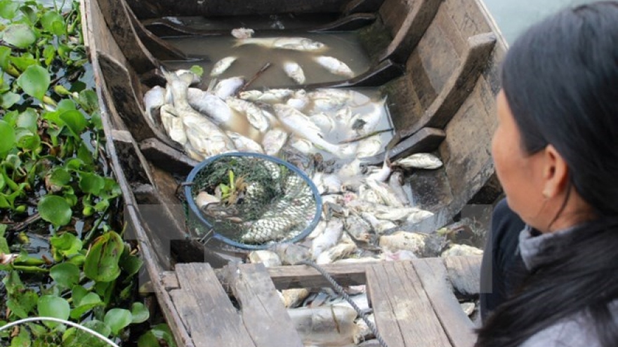 More efforts put in search of cause of mass fish death