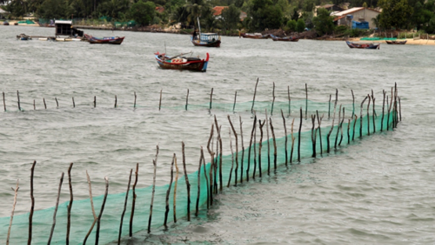 Red algae the cause of latest fish deaths in central Vietnam