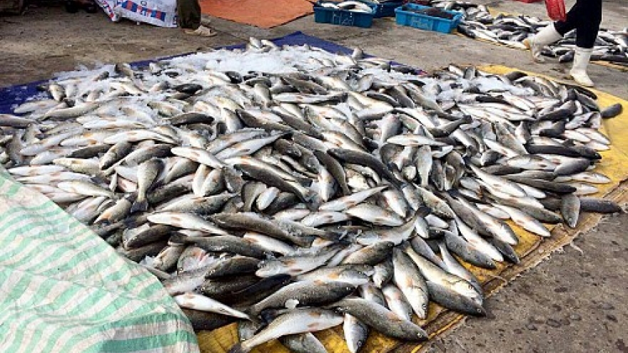 Red tide kills fish in north-central Vietnam: tests