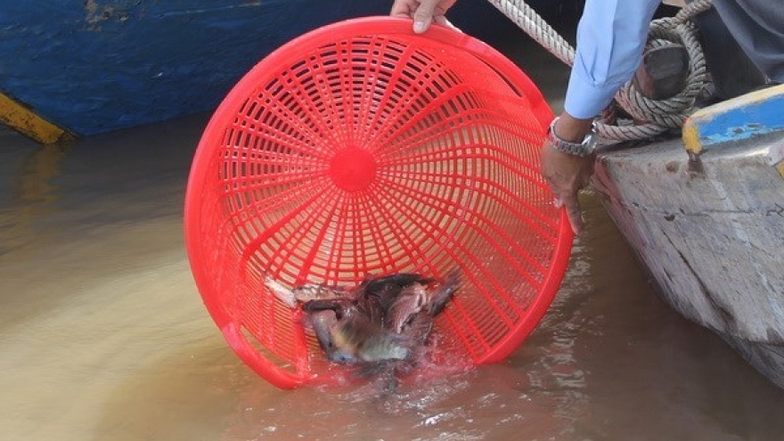 Hanoi: Mass fish release to Red River on Tet festival