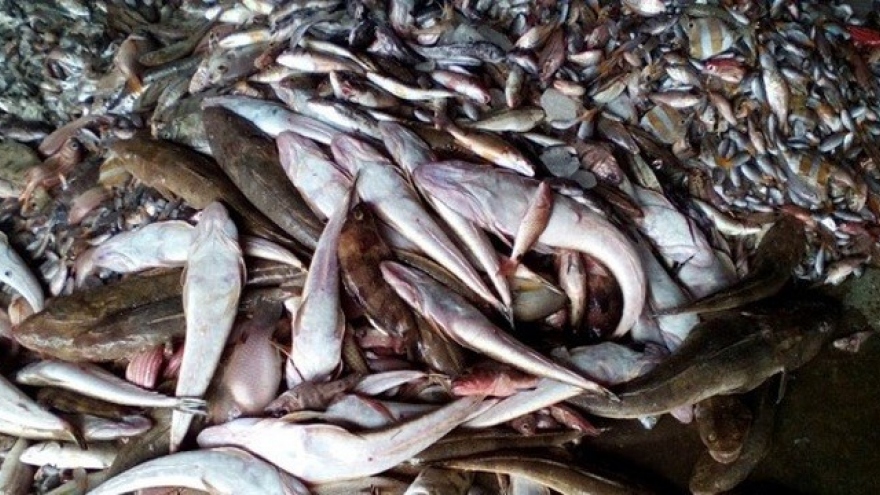 PM orders investigation of causes of fish deaths