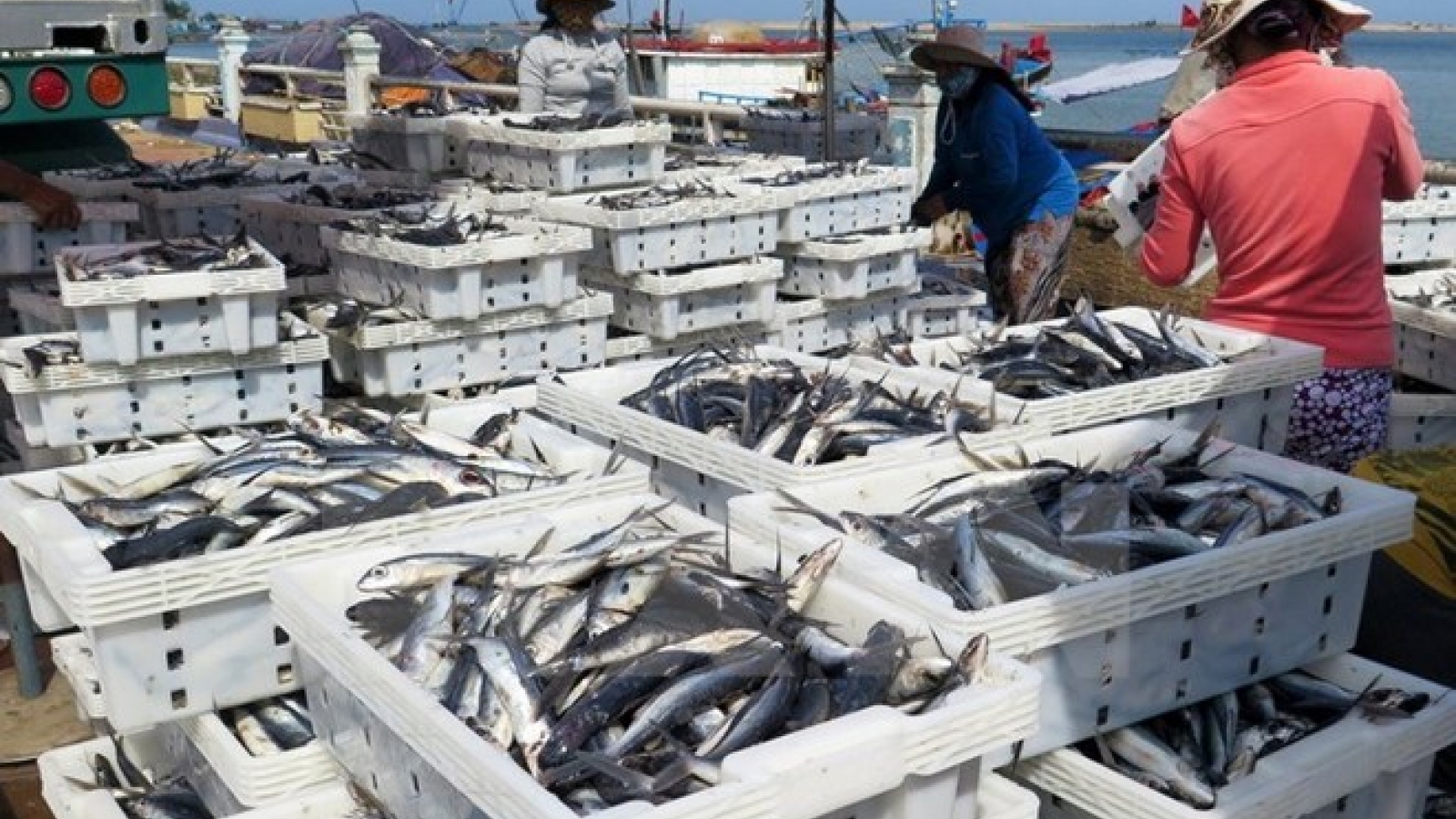 Quang Tri fishermen enjoy good catches in new-year sailings