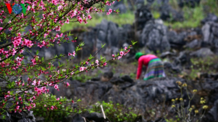 Spring flowers in Dong Van stone plateau