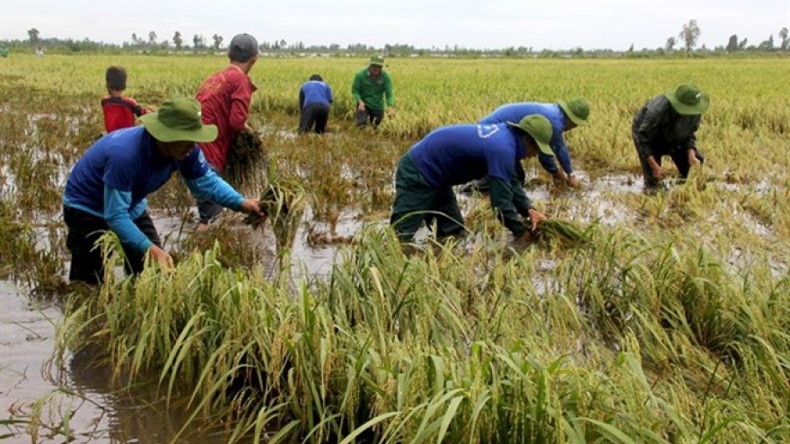 
        Early floods threaten Mekong rice fields
                              