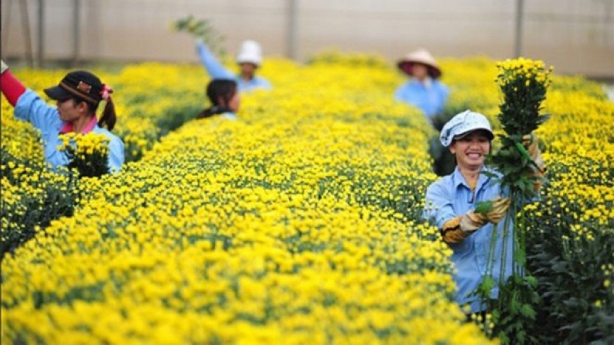 Da Lat targets breakthrough in flower export
