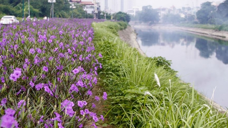 Hanoi street aflush with purple petunias