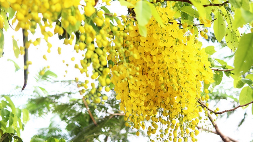 Golden Shower Trees show off beauty in Hanoi