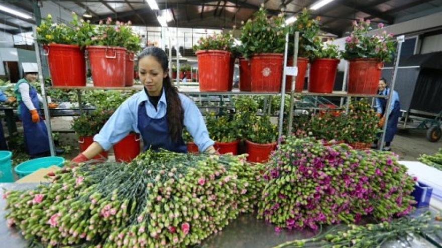 Da Lat, HCM City plan on flower exchange centers