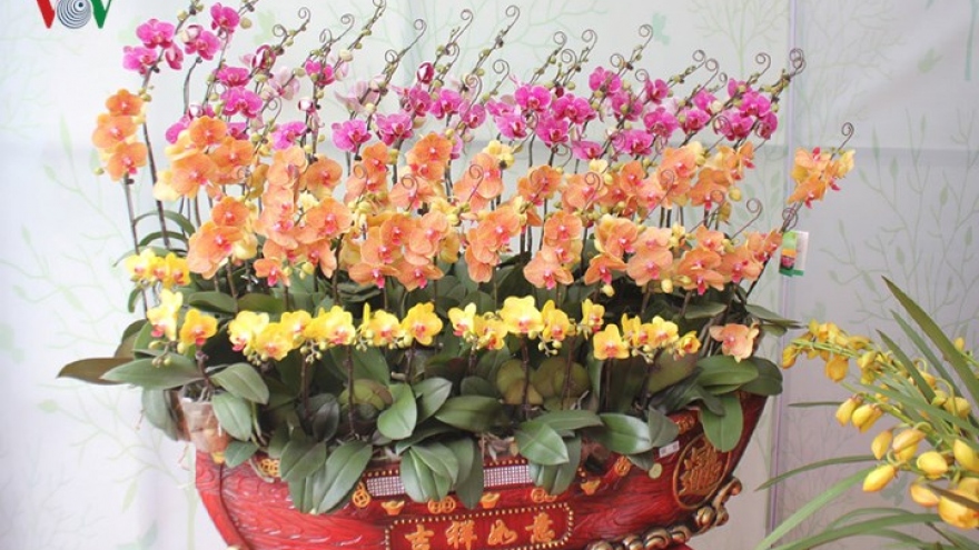 Spring flower festival gets underway in Hanoi