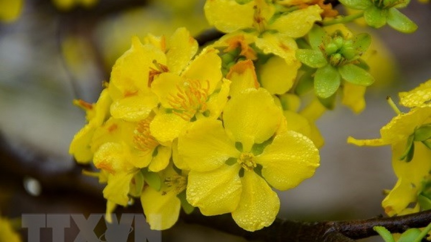 Quang Ninh: flower festival to take place earlier than scheduled