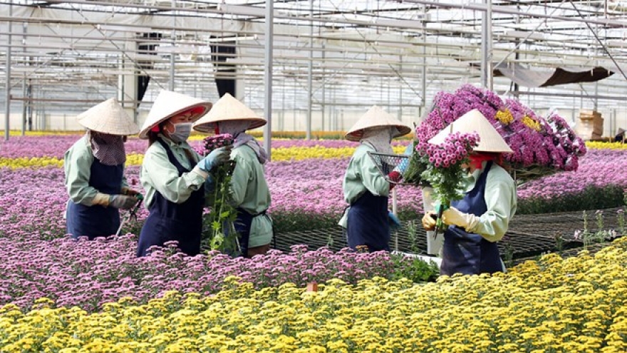 Lam Dong has more high-tech flower, vegetable growing project