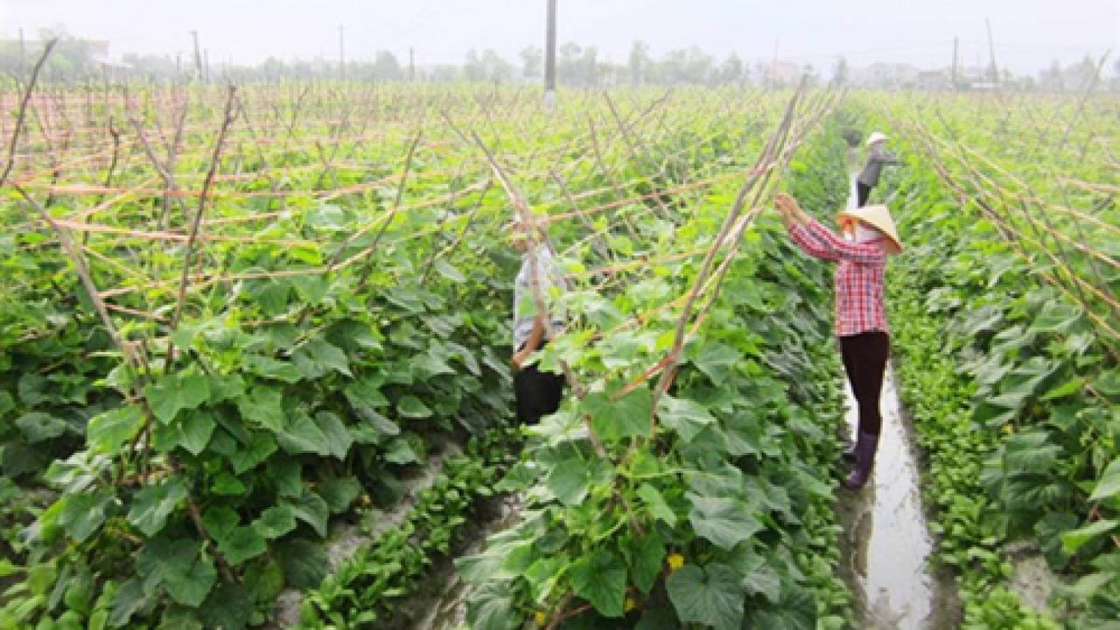 Growing demand for organic food