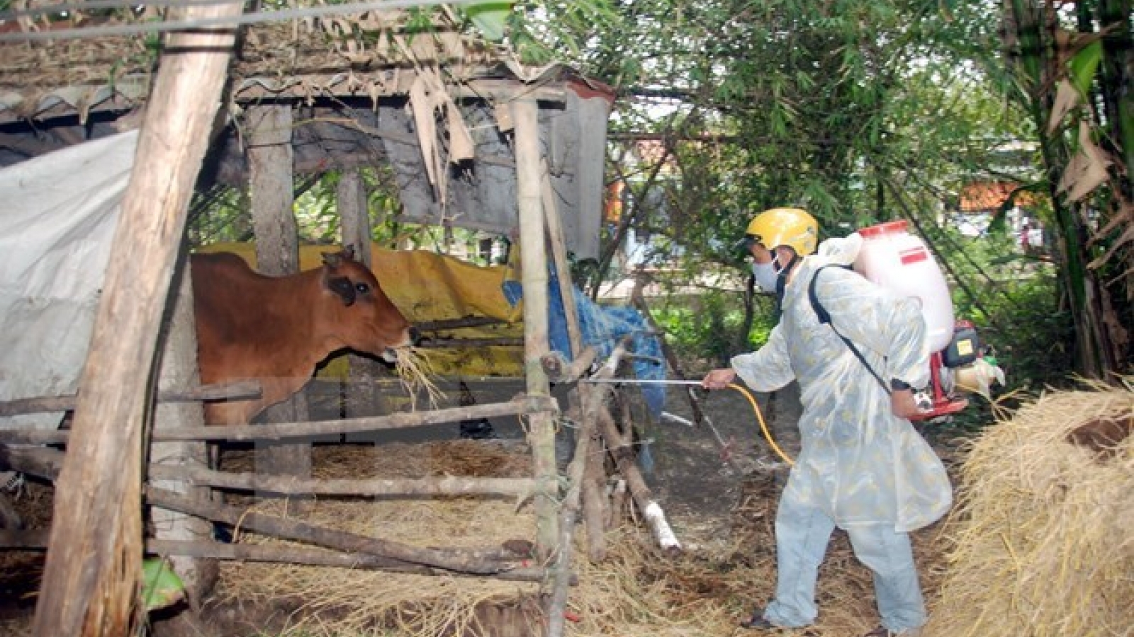 Ministry to boost cattle foot-and-mouth immunity