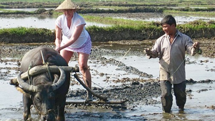 Foreign tourists experience plowing rice paddies with water buffalo in Vietnam’s Sa Pa