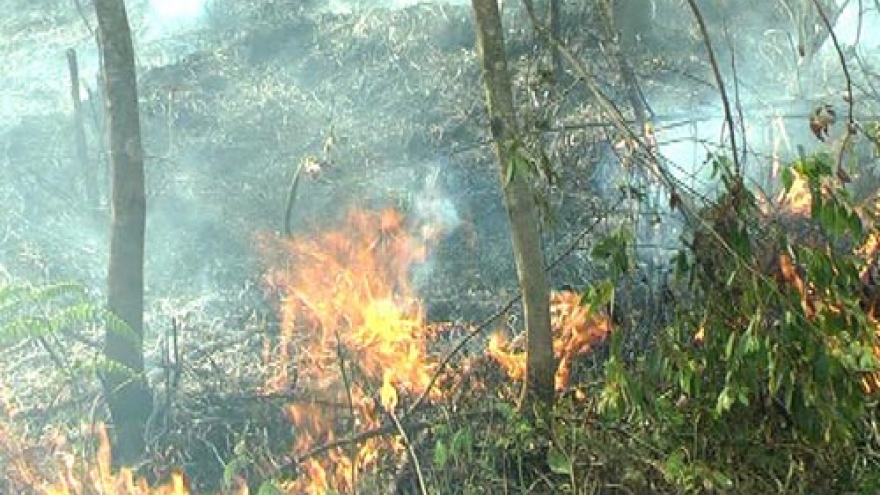 Fire destroys 7 ha of forest in Danang