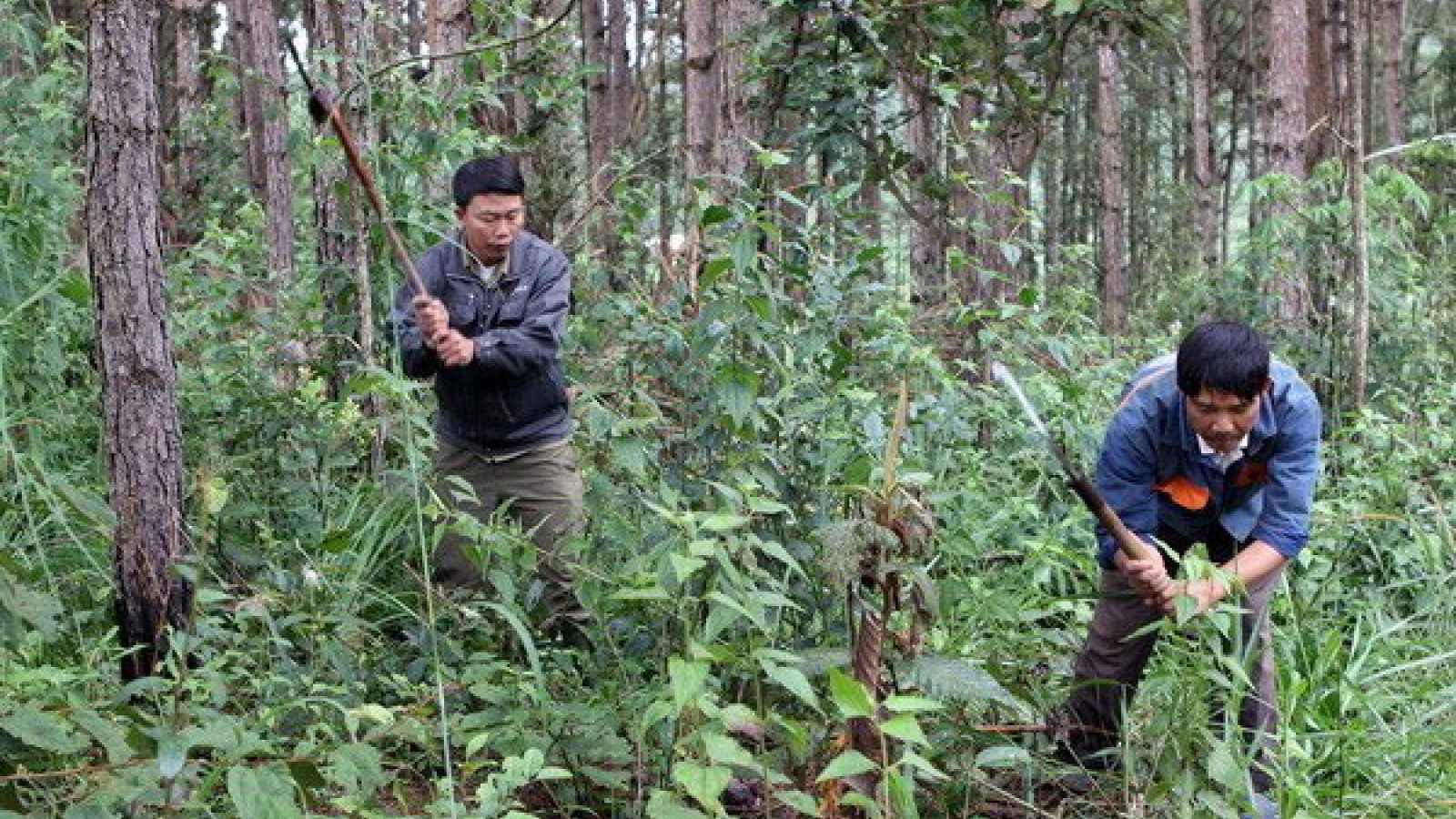 Payments for ecosystem services tally VND2,850 billion