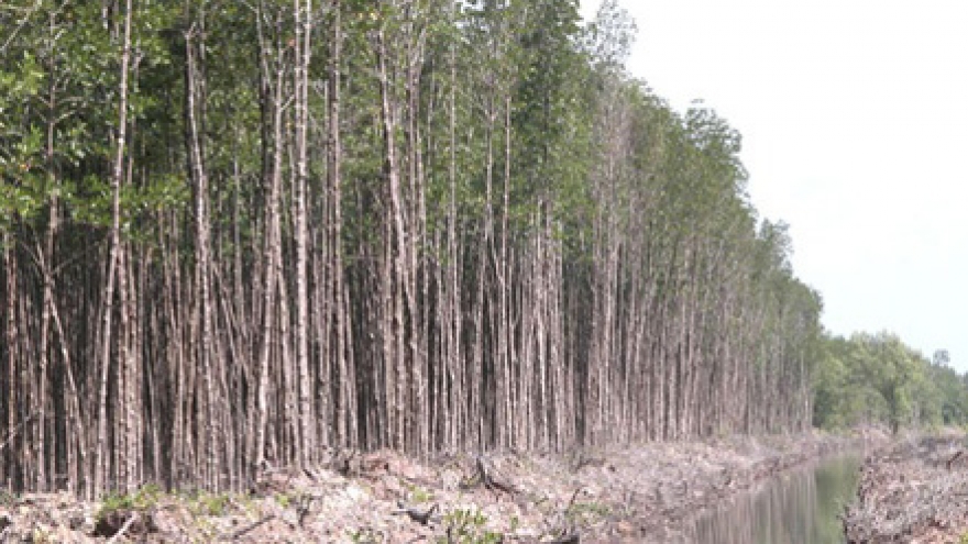 Central Highlands loses 14% of forest area in 7 years: report