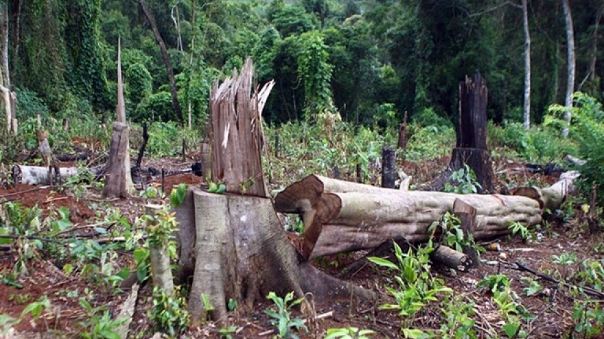 Ministry aims to restore, develop protect forests