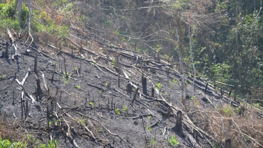 Central Vietnam ranger killed, possibly during clash with loggers