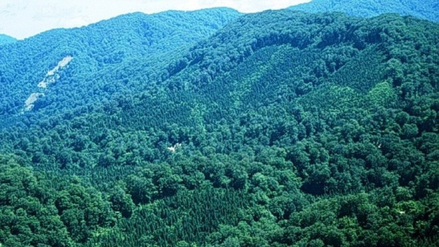 Forest coverage to rise to 47.25% in 2017