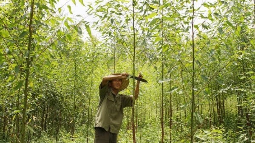 Land, forest allocation policy proves effective