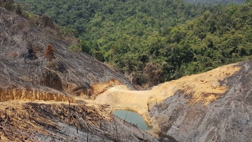 Vietnam’s forest coverage ratio reaches over 41%: MARD