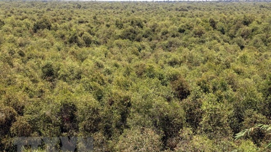Ca Mau: Cajeput forest faces high risk of fires