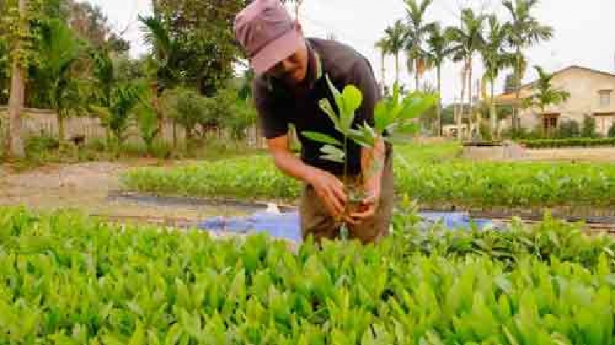 Danang strives for 45% forest coverage