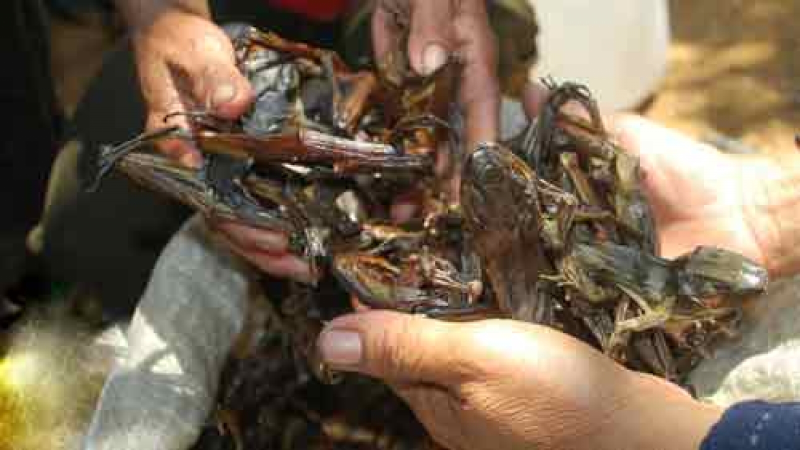 Frog specialty of Co Tu ethnic people