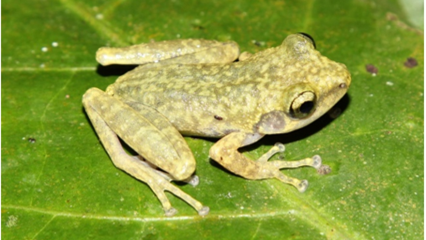 New tree frog discovered in Vietnam jungle