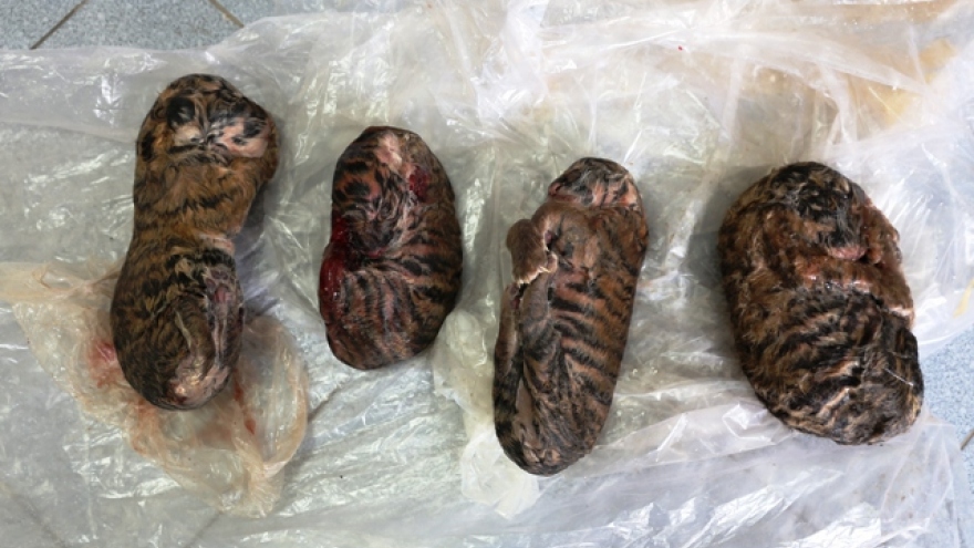 Police detect frozen tiger in central Vietnam