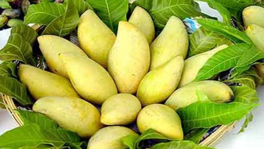 Western region prepares specialty fruits for Tet